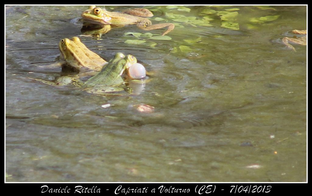 E queste Pelophylax si possono ident. dai sacchi vocali?(CE)